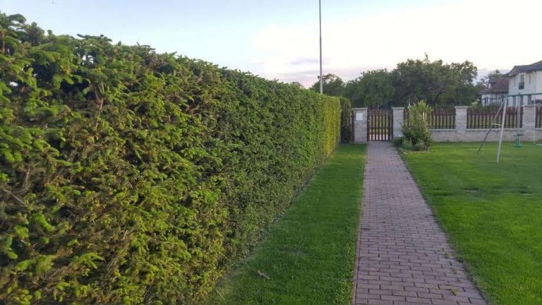 Rez a tvarovanie živého plotu zo smrekov, Kittsee
